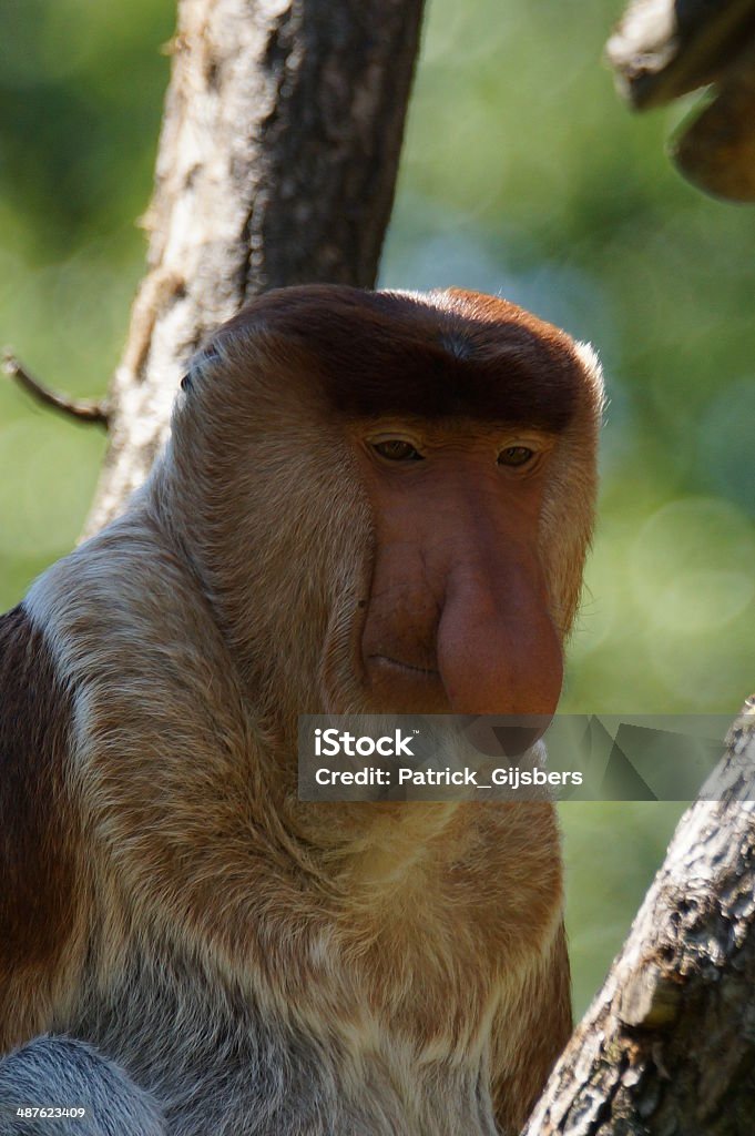 Mono násico - Foto de stock de Animal libre de derechos