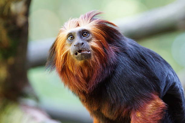 One Lion Tamarin resting on a branche living in the Atlantic rain forest of Brazil.