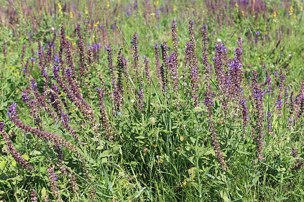 istock Wild purple salvia flowers 487623660