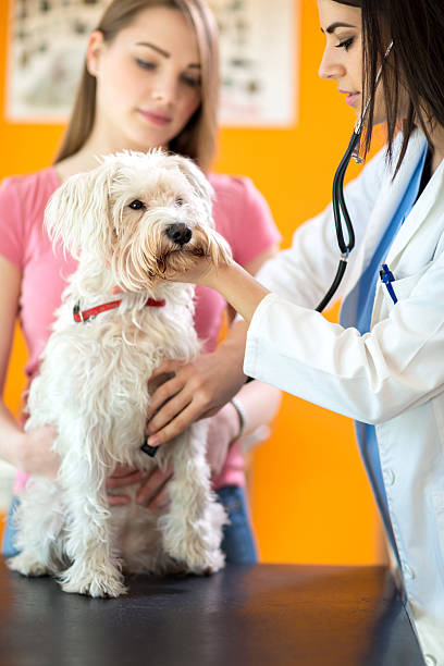 istock Veterinarian listens sick dog with stethoscope 487623798