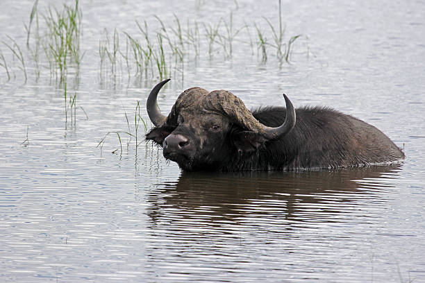 istock Botswana: African Buffalo at Chobe National Park 487623877