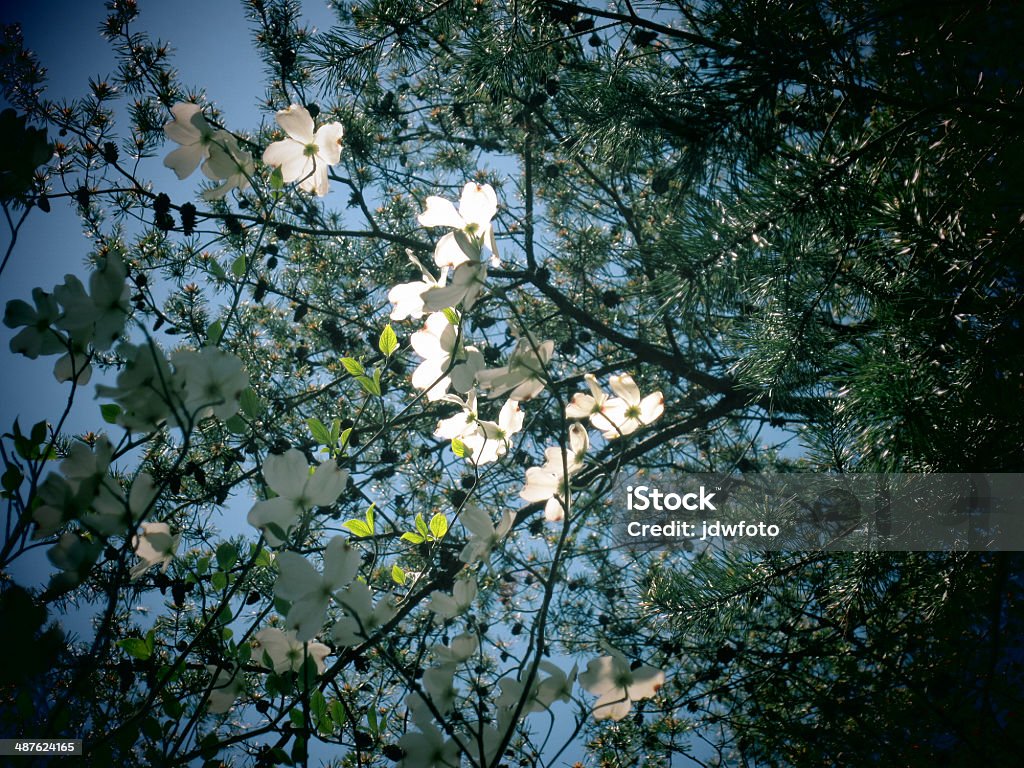 Dogwood Flowers and Pine Tree A filtered photo background of dogwood flowers and pine tree branches Abstract Stock Photo
