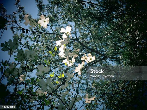 Dogwood Flowers And Pine Tree Stock Photo - Download Image Now - Abstract, Auto Post Production Filter, Beauty
