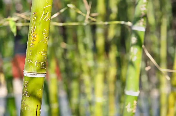 Photo of Bamboo graffiti with 'love' carved into the wood