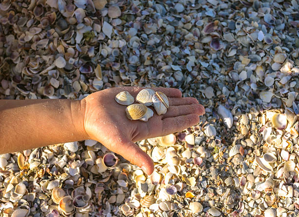 istock seashells on the coast bottomed 487626676