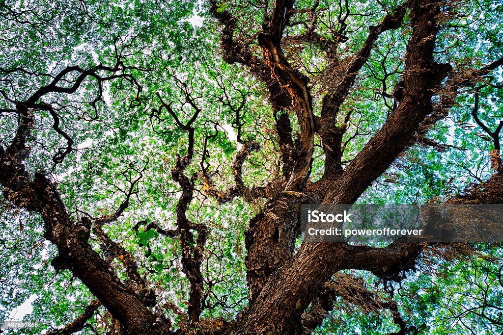 Tree Texture Background Full frame low angle shot of tree branches. Fractal Stock Photo