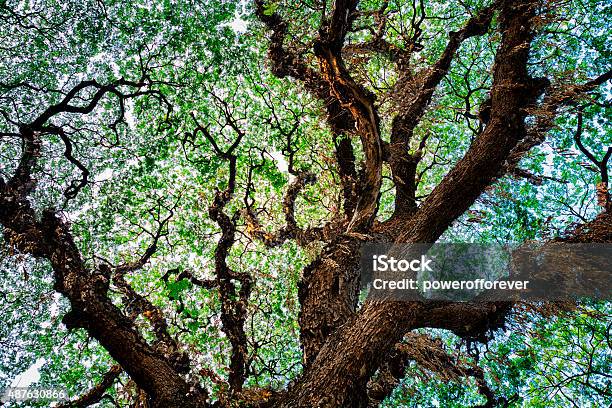 Tree Texture Background Stock Photo - Download Image Now - Fractal, Nature, Abstract