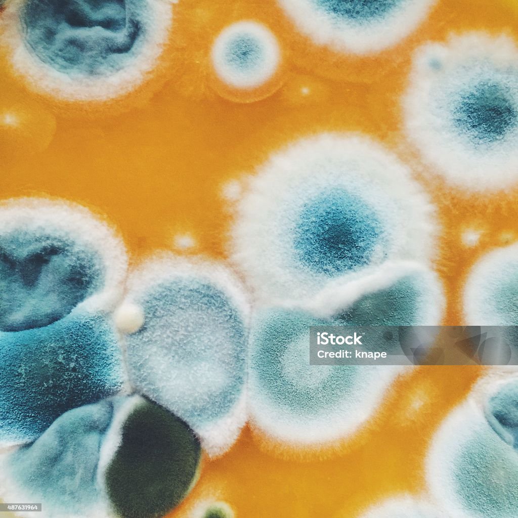 Colorful rotting mold background Fungal Mold Stock Photo Colorful rotting mold background Fungal Mold Stock Photo