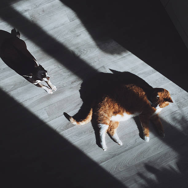 istock Cat and dog sleeping on the floor 487631970