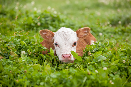 Front view of a newborn brown and white Hereford calf laying down in a green pasture full of grass and clover. The calf is only two days old. It's body is mostly brown, and it's head is mostly white with brown ears. The calf is looking towards the camera as it relaxes in the grass on a summer day.