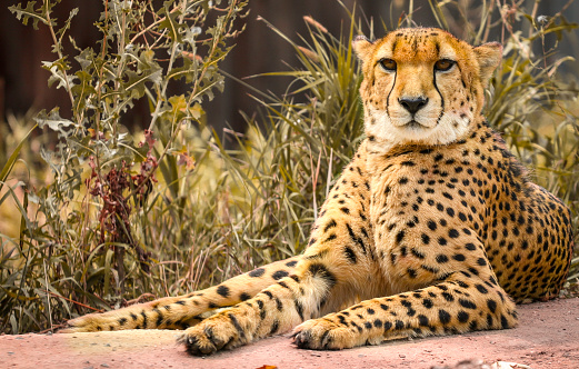 Resting Cheetah