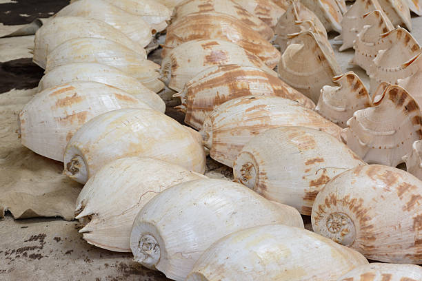 istock Shells of many types arrange on the floor. 487636484
