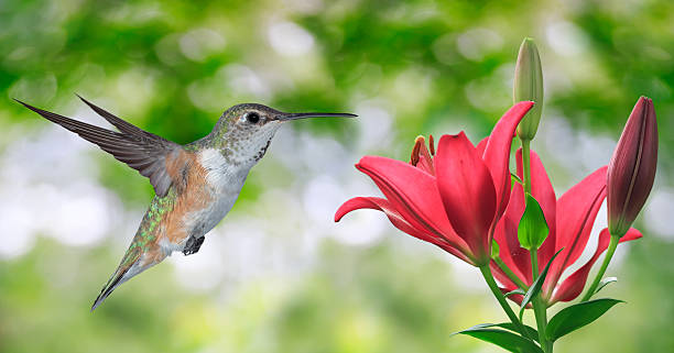 istock Hummingbird (archilochus colubris) Flying over Green Background 487636588