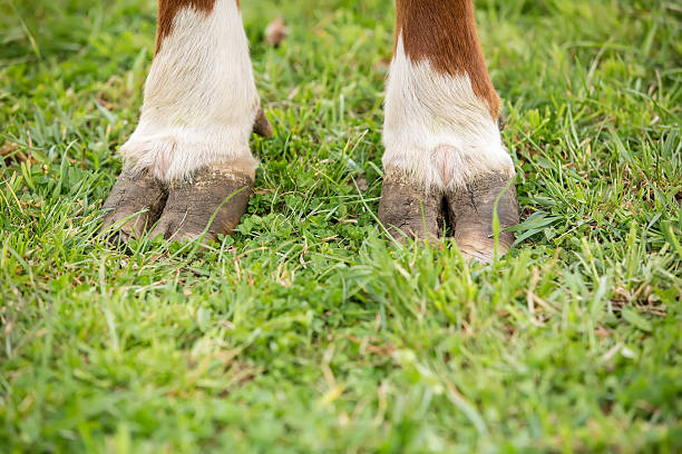 primer plano de marrón & white hooves de vacuno hereford - pezuña fotografías e imágenes de stock