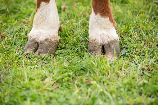 Close-up view of a brown and white Hereford cow's hooves. The cow is standing in a pasture of green grass and clover on a spring day. Only the very bottom of her legs and her two front hooves are visible in this image.