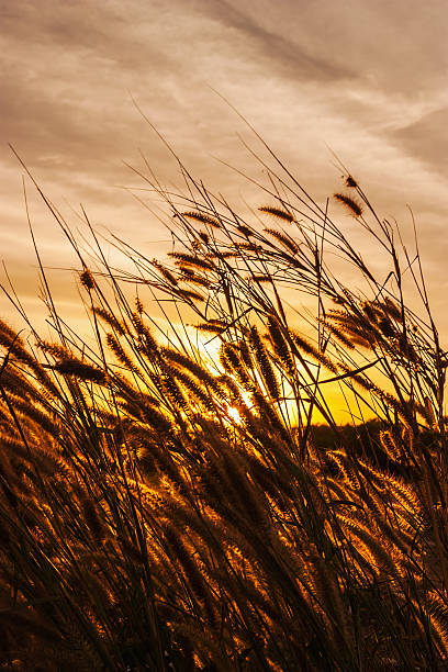 istock Abstract, blur grass with color of the sunset 487642374