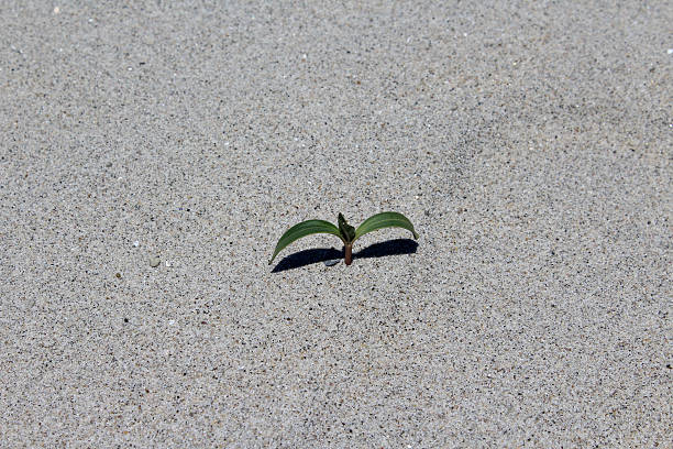 Plant Sprouting from Sand stock photo