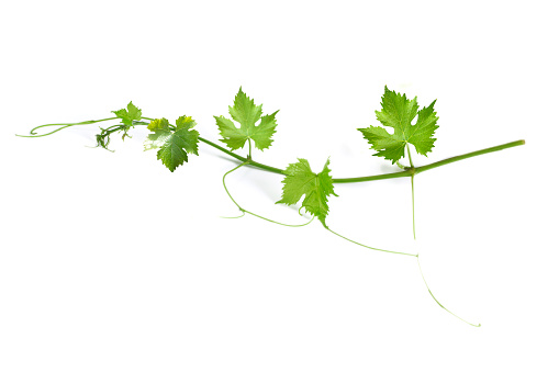 Backdrop of grape and vine leaves isolated on white