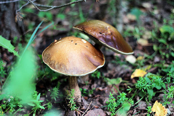 istock mushrooms in the forest 487646730