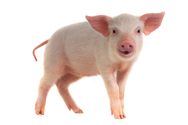 pig pig (piglet), isolated on white, studio shot pig photos stock pictures, royalty-free photos & images
