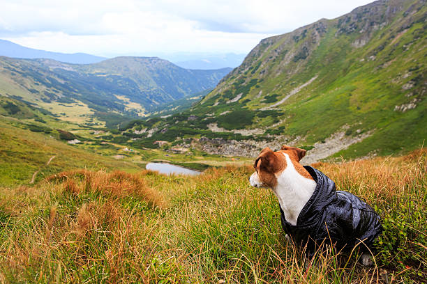 istock Pet in black jacket is outdoors 487647222