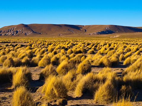Typical grass clumps in Cordillera de Lipez in southern bolivian Altiplano