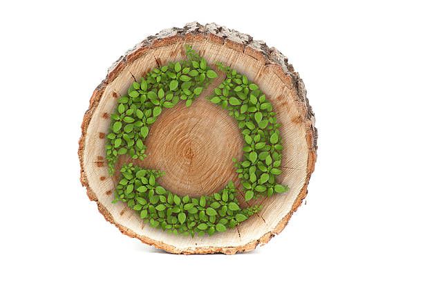 istock Cross section of tree trunk with recycle symbol, on white 487648238