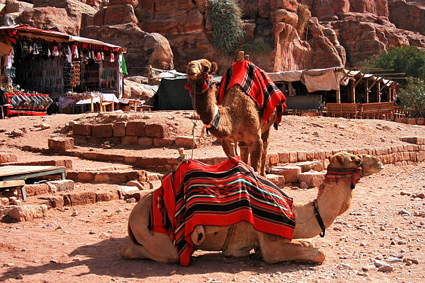 Camels For Hire stock photo