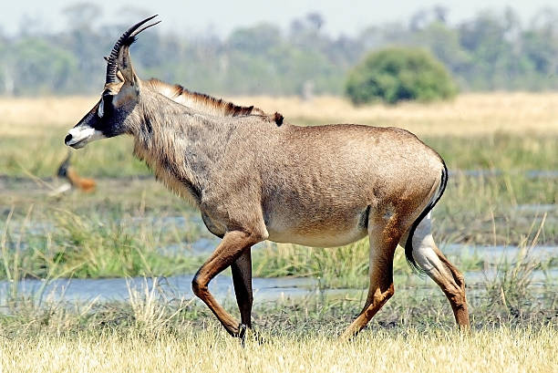 roan антилопа (hippotragus equinus - equinus стоковые фото и изображения