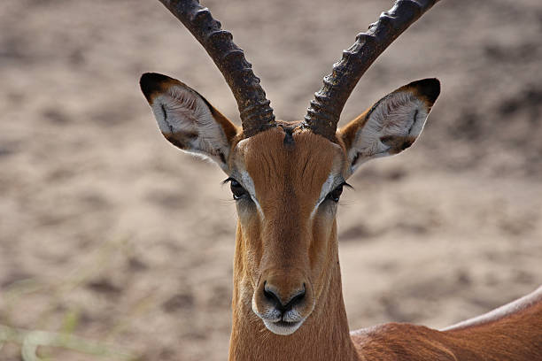 istock Botswana: Impala at Chobe National Park 487648827