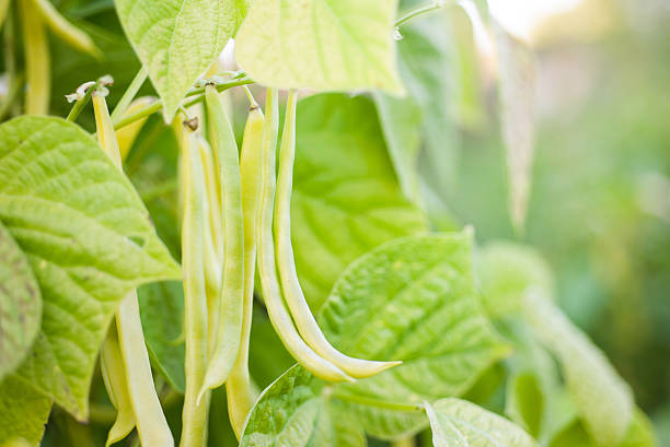 żółty wax bean - wax bean zdjęcia i obrazy z banku zdjęć