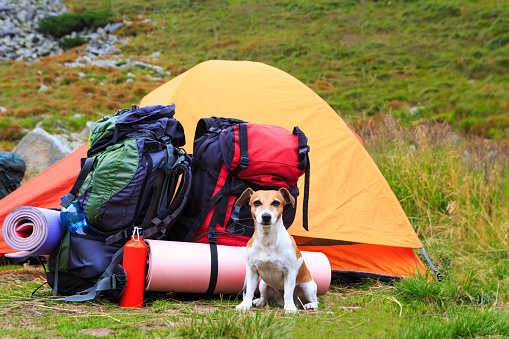Dog guarding items in the campaign sitting near tent in the mountains. Series of photos