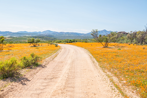 Circular road between indigenous flowers at Skilpad in the Namaqua National Park near Kamieskroon in the Namaqualand region of of the Northern Cape Province of South Africa