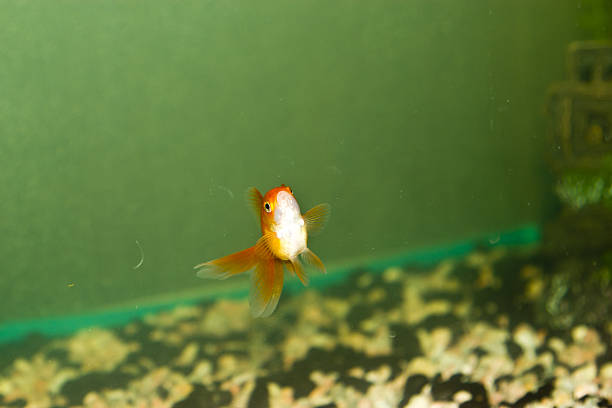 istock Fishes in an aquarium 487649359
