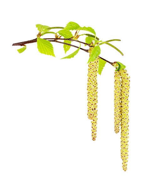 birch catkins - forest flower aments blossom - fotografias e filmes do acervo