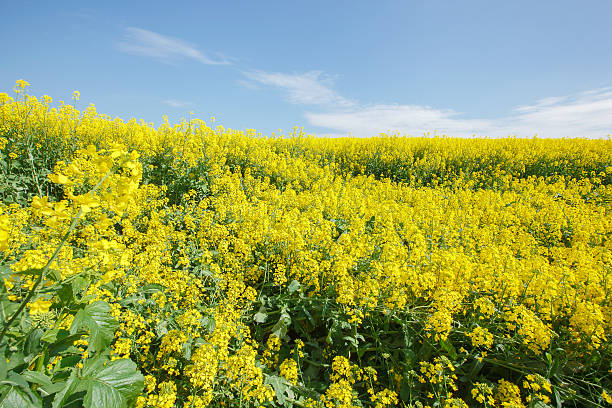 colza - fossil fuel biology oilseed rape agriculture fotografías e imágenes de stock