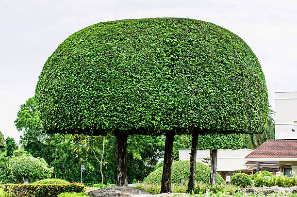 istock Landscaping trimmed trees in public park 487649400