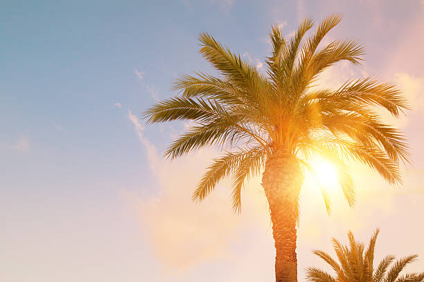 istock Green palm leaves on blue sky background 487649600