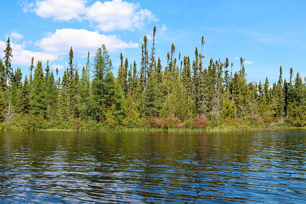 istock Bright green spruce trees on a beautiful summer day 487649638