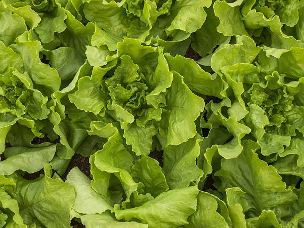 Lettuce plantation