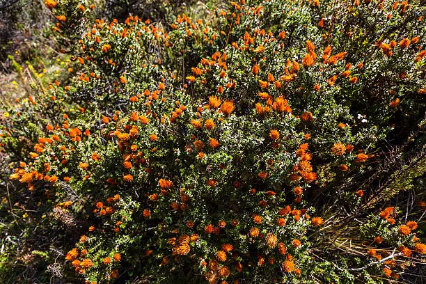 The chuquiragua is a species native to the Andes of South America.