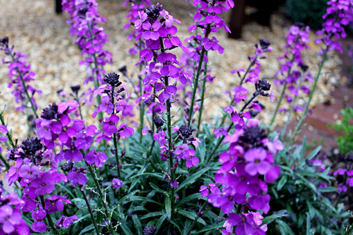 Photo showing the bright purple flowers of a Erysimum 'Bowles's Mauve' wallflower plant in a gravel garden, pictured in the spring.