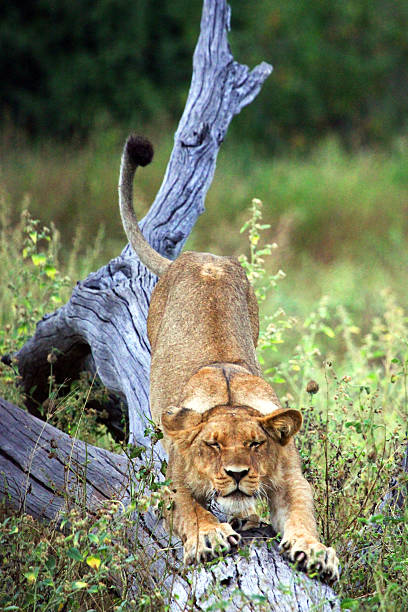 istock Botswana: Stretching Lion at Chobe National Park 487651595