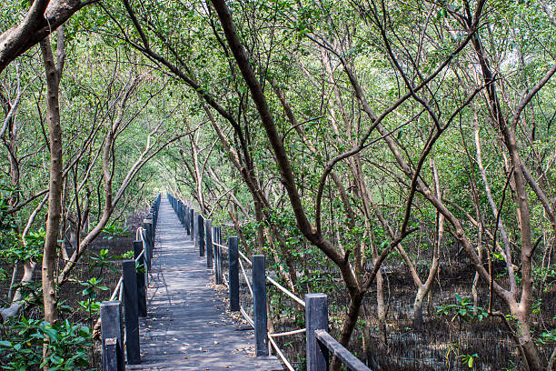 istock Wooden Bridge In Mangrove Forest 487651773