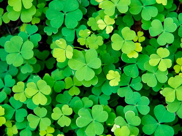 istock close up of blooming three leaf 487653336