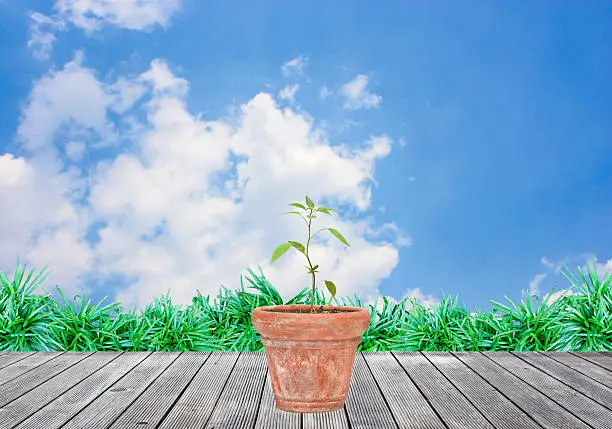 plants in baked clay jardiniere and blue sky background