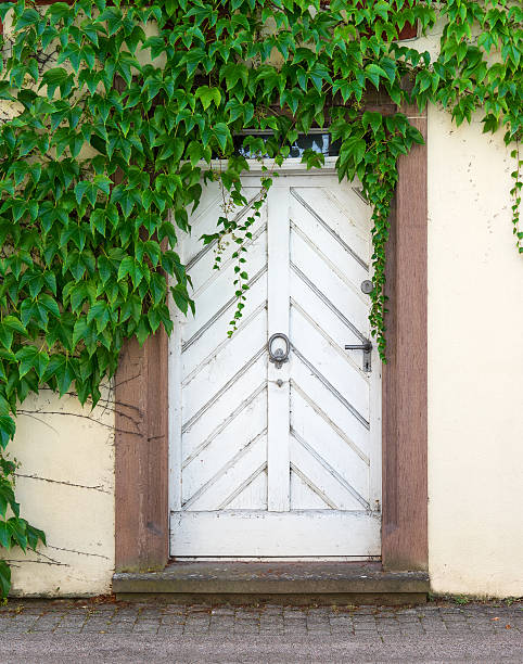 istock Old white door with virginia creeper 487654000