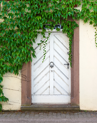 An old, white, dirty door with door knocker in a facade overgrown with virginia creeper 