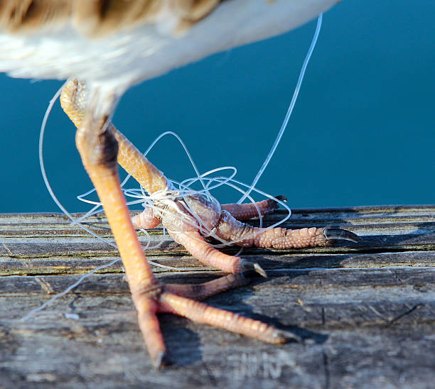 Least Sandpiper A Least Sandpiper with monofilament fishing line tied around foot. wader bird stock pictures, royalty-free photos & images
