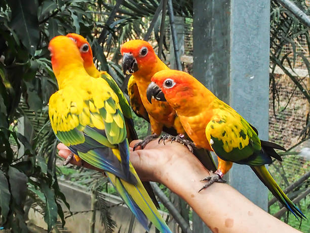 istock Colorful parrots sitting on human hand 487655349